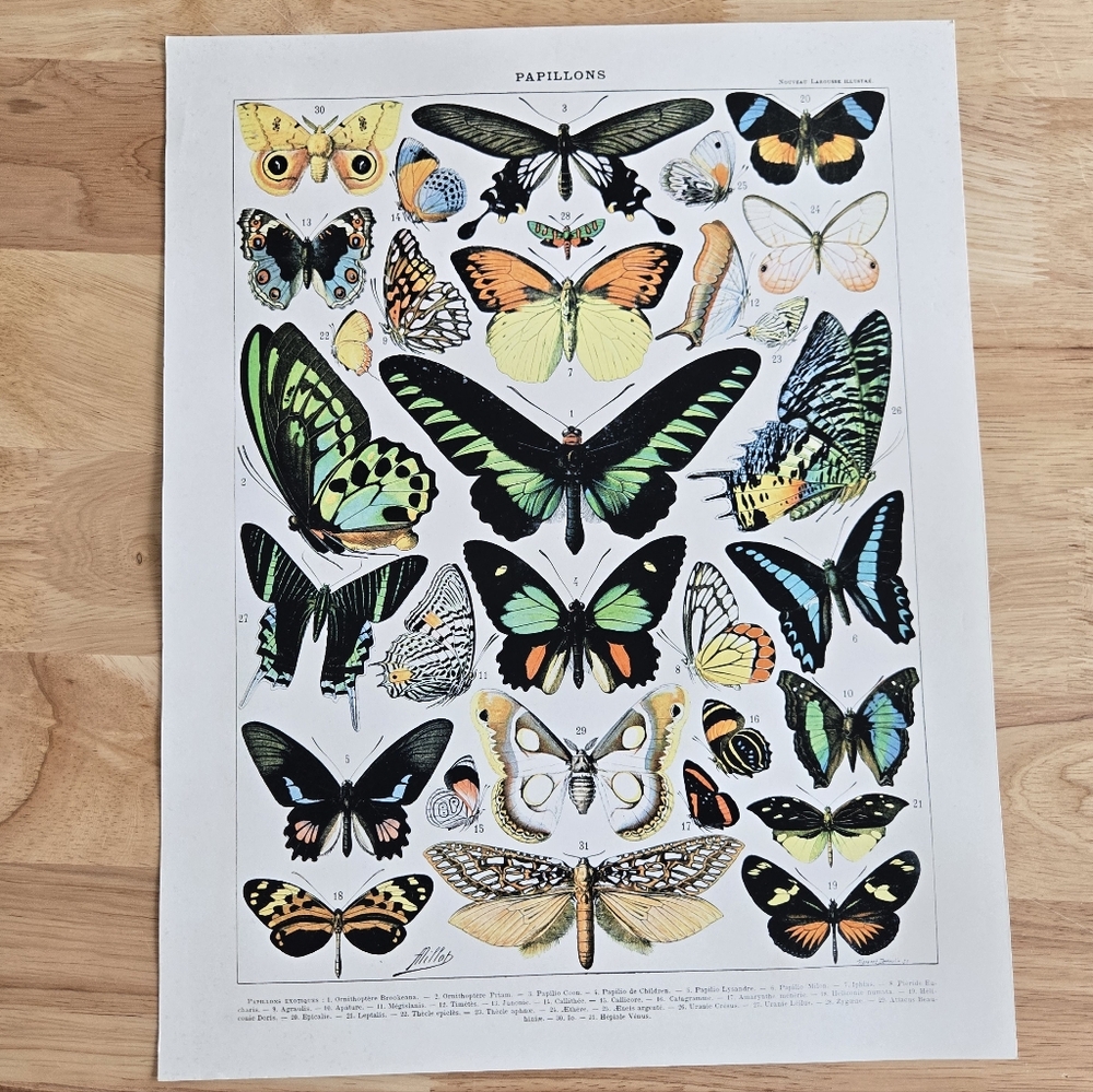 Artery Millot Encyclopedia Page MOths Butterflies Art Print 14 x 11